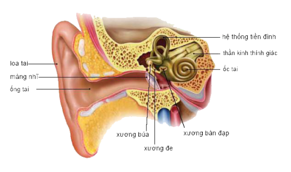 Rối loạn tiền đình là gì? Nguyên nhân và cách điều trị
