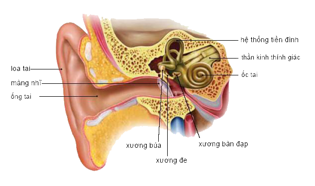 Rối loạn tiền đình là gì? Nguyên nhân và cách điều trị